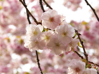 柔らかい雰囲気の桜