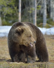Obraz na płótnie Canvas Brown Bear (Ursus arctos) in spring forest.