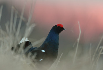 Birkhuhn, black grouse (Tetrao tetrix), blackgame (Lyrurus tetrix). Close up Portrait of a lekking black grouse (Tetrao tetrix)