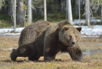 Fototapeta premium Brown Bear (Ursus arctos) in spring forest.
