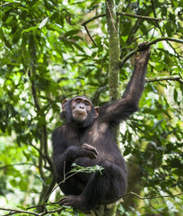 Close up portrait of chimpanzee ( Pan troglodytes ) resting  on the tree in the jungle