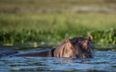 Fototapeta na wymiar Hippopotamus in the water. The common hippopotamus (Hippopotamus amphibius)