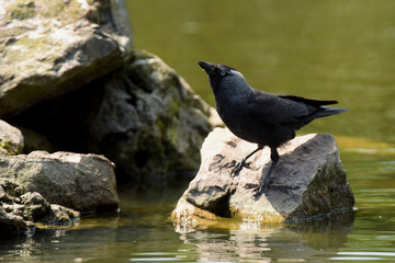Western Jackdaw, Corvus monedula