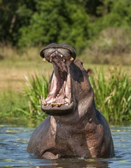 Fototapeta na wymiar Yawning hippopotamus in the water. The common hippopotamus (Hippopotamus amphibius)