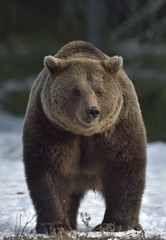 Obraz premium Brown Bear (Ursus arctos) in spring forest.