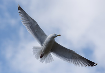 Herring Gull