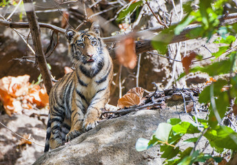 Obraz premium Young Bengal tiger in natural habitat. The Bengal (Indian) tiger Panthera tigris tigris
