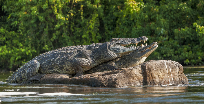 Mating Nile crocodile (Crocodylus niloticus). Two crocodiles with opened mouth