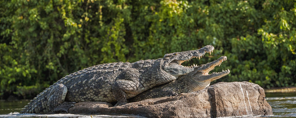 Fototapeta na wymiar Mating Nile crocodile (Crocodylus niloticus). Two crocodiles with opened mouth