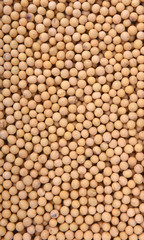 Soybean in the white background
