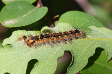 Caterpillar on a Leaf