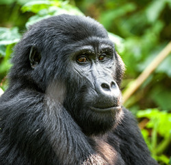 Close up Portrait of a mountain gorilla at a short distance in natural habitat. The mountain gorilla (Gorilla beringei beringei)