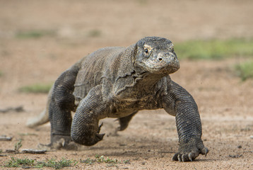 Obraz premium Attack of a Komodo dragon. The dragon running on sand. The Running Komodo dragon ( Varanus komodoensis ) .