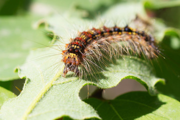 Caterpillar on a Leaf