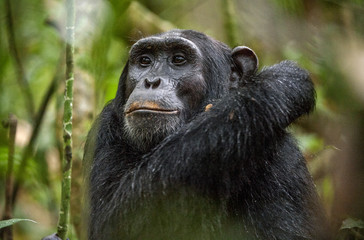 Close up portrait of chimpanzee ( Pan troglodytes ) resting in the jungle.