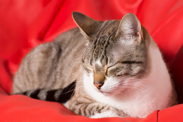 Fototapeta na wymiar calm and tender cat sleeping