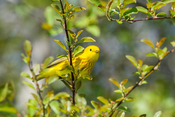 Yellow Warbler