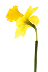 standing daffodil flower