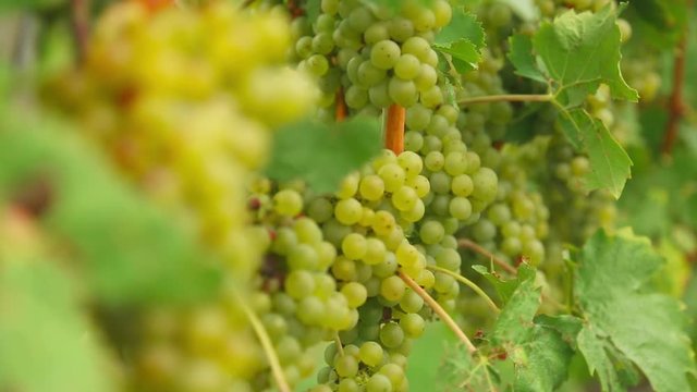 White grapes bunches