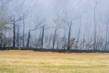 City park natural area fire