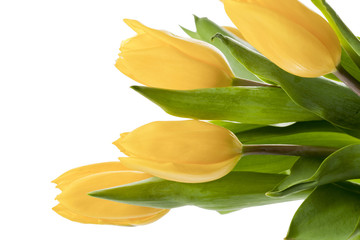 close-up image of the tulip's head