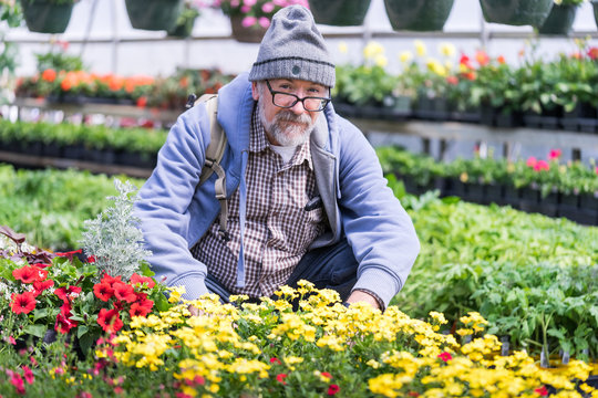 Babyboomer Man Is Shopping In Greeenhouse