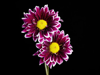 close-up shot of two pink flowers.