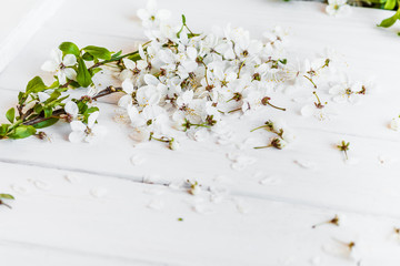 apple flowers on white wooden background