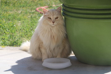 Kitty 2016 003