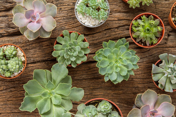 arrangement of succulents or cactus on wooden background