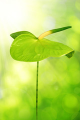 Anthurium flower on green natural background