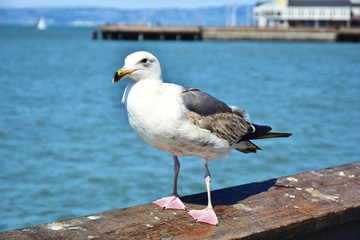 Seagull on Wooden Railing