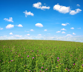 Field with Silybum marianum (Milk Thistle), Medical plants.