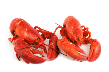 cooked red lobster isolated on white background