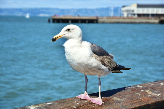 Seagull on Wooden Railing