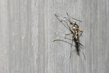 Mosquito Island on cement wall