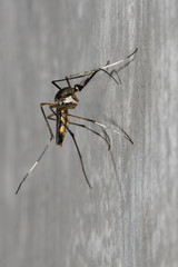 Mosquito Island on cement wall