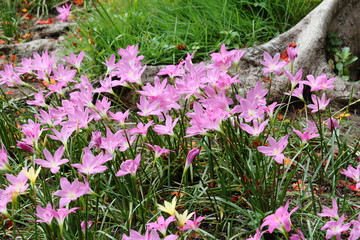 Obraz premium Blooming Pink Rain Lilies