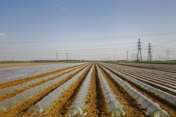 Watermelon planting plastic mulching