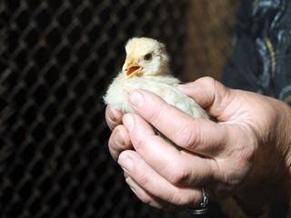 Newborn chicken in female hands on a background of an iron grid 