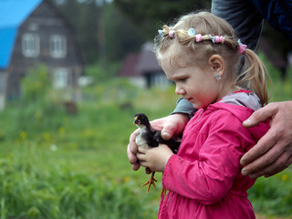 Little girl holding a little black chick. Male hand embrace, support. Background green meadow, village houses