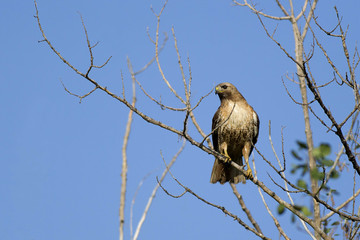 Hawk on small branch.