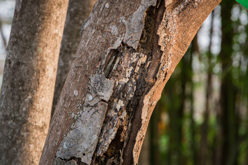 bark tree eaten by wood worm.