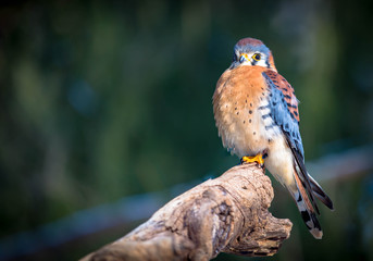 American Kestrel on a Tree Branch