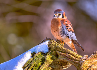 American kestrel on a tree with snow - 111462945