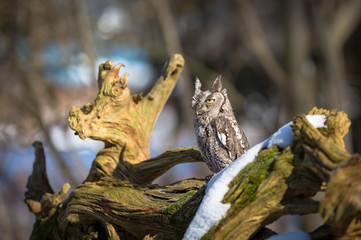 Screech owl on a tree with snow