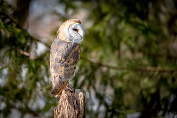 Barn Owl on a tree
