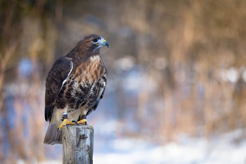 Golden eagle on tree trunk