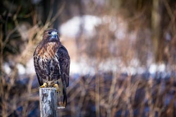 Golden eagle on tree trunk