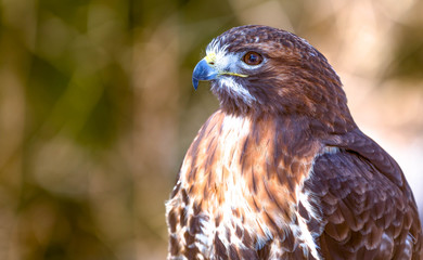 Golden Eagle close up